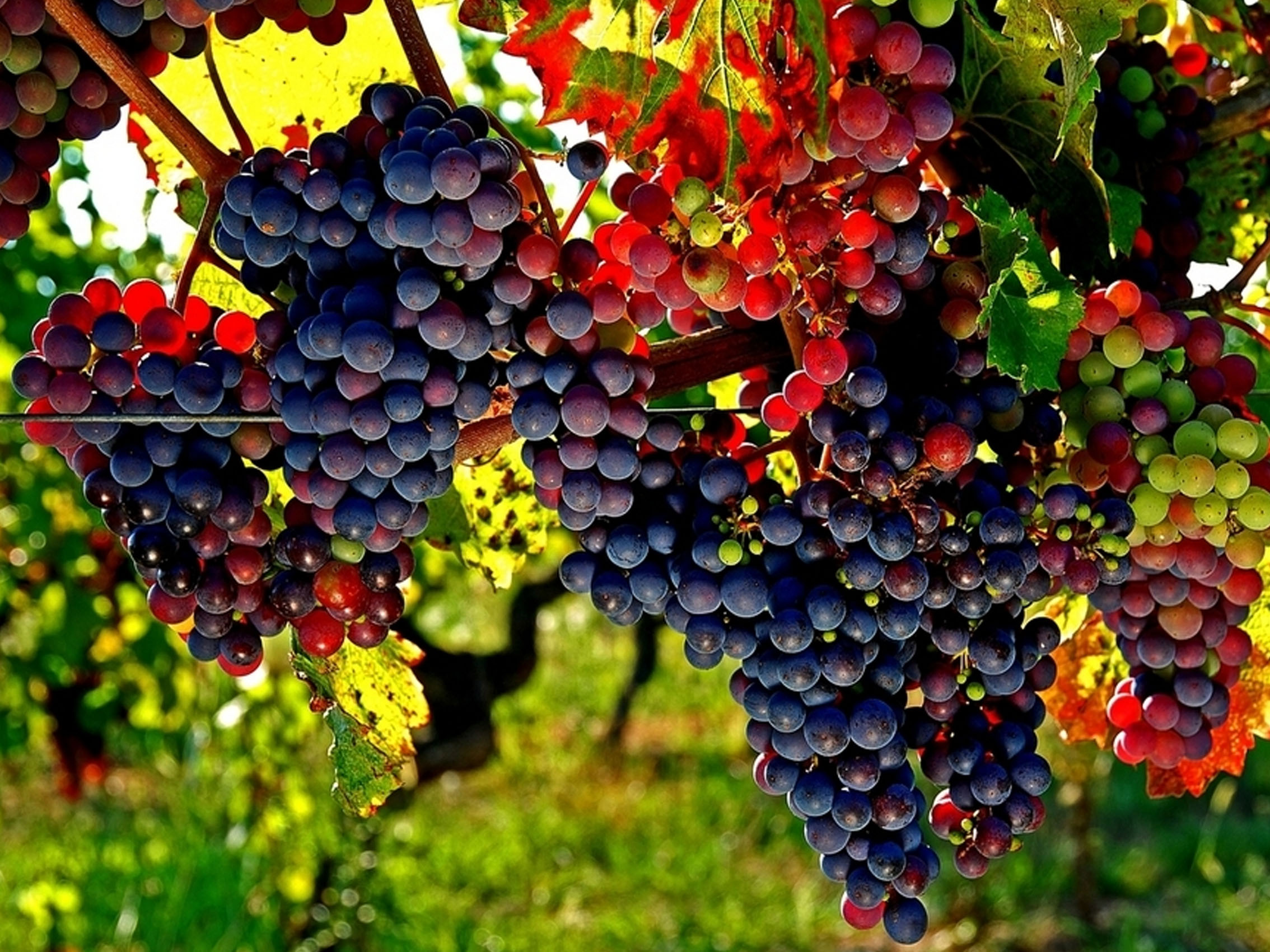 rượu vang château phélan ségur 2016