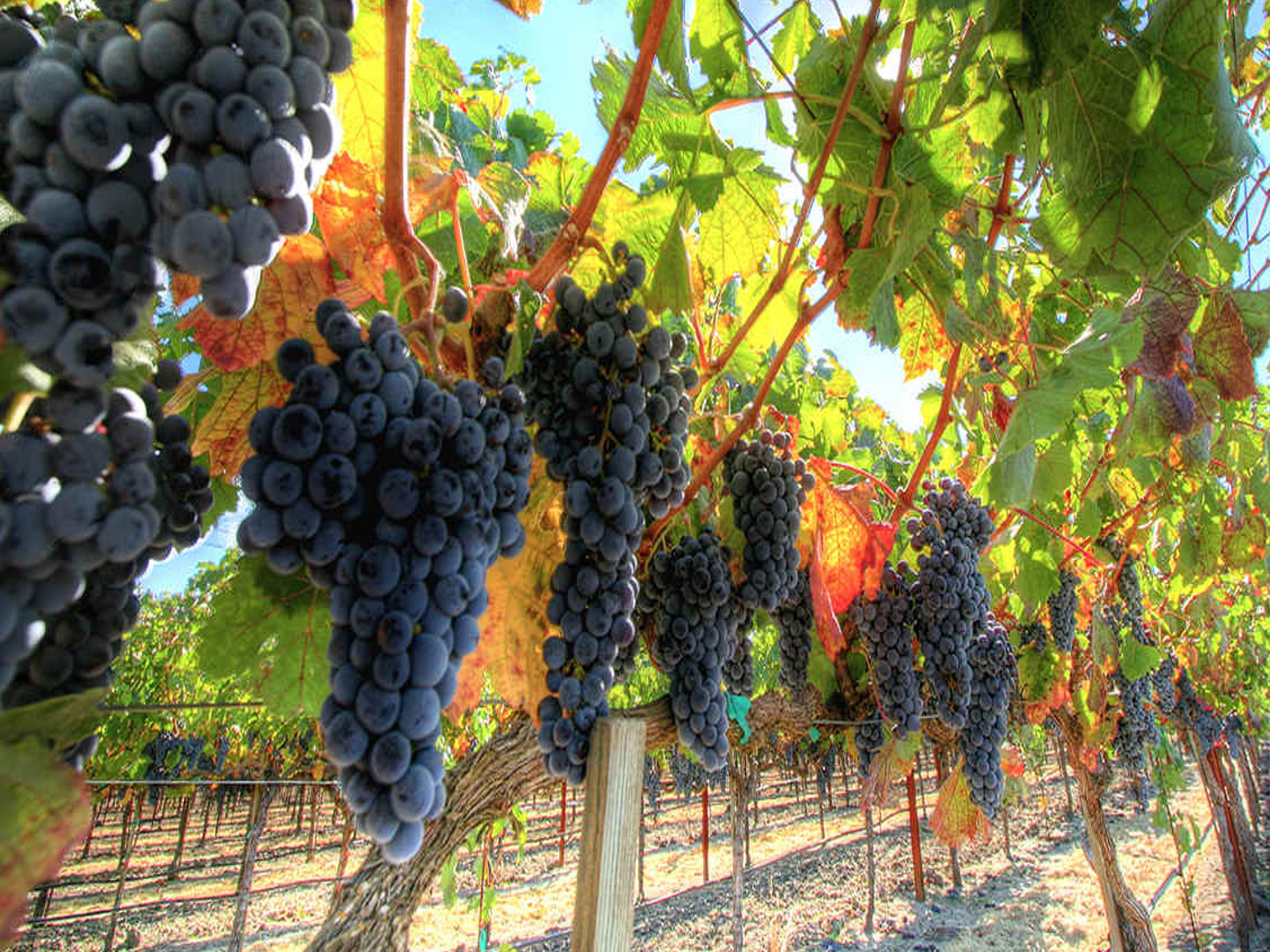 rượu vang château phélan ségur 2017