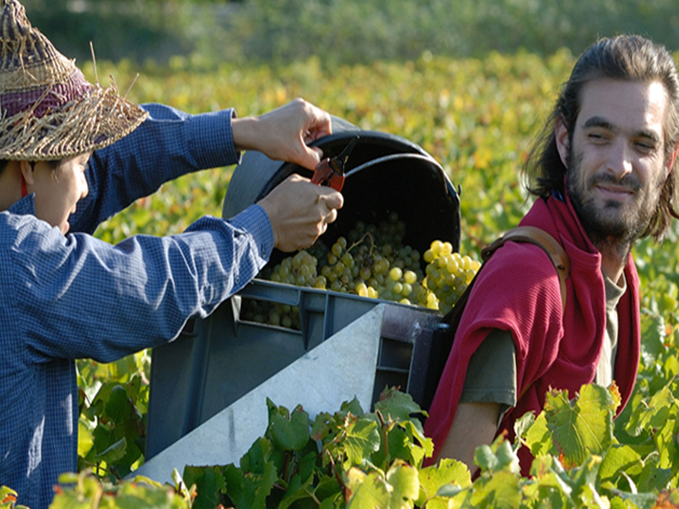 rượu vang château picque caillou