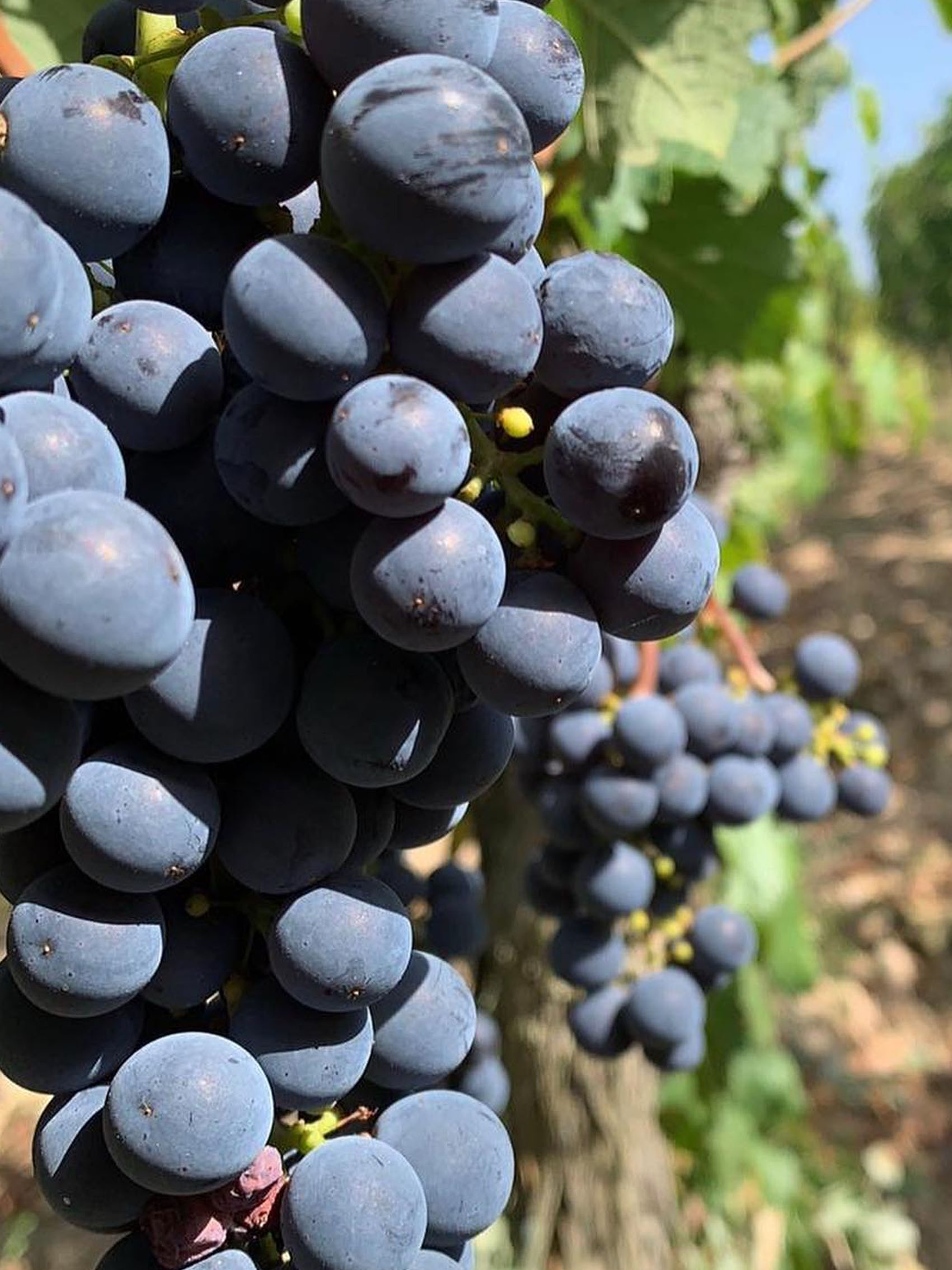 rượu vang château puy razac