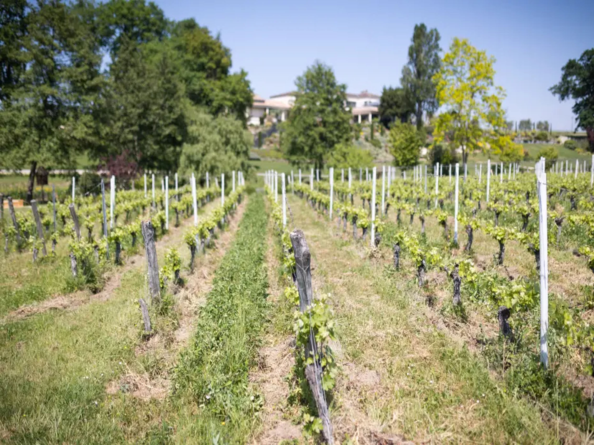 rượu vang château puy razac