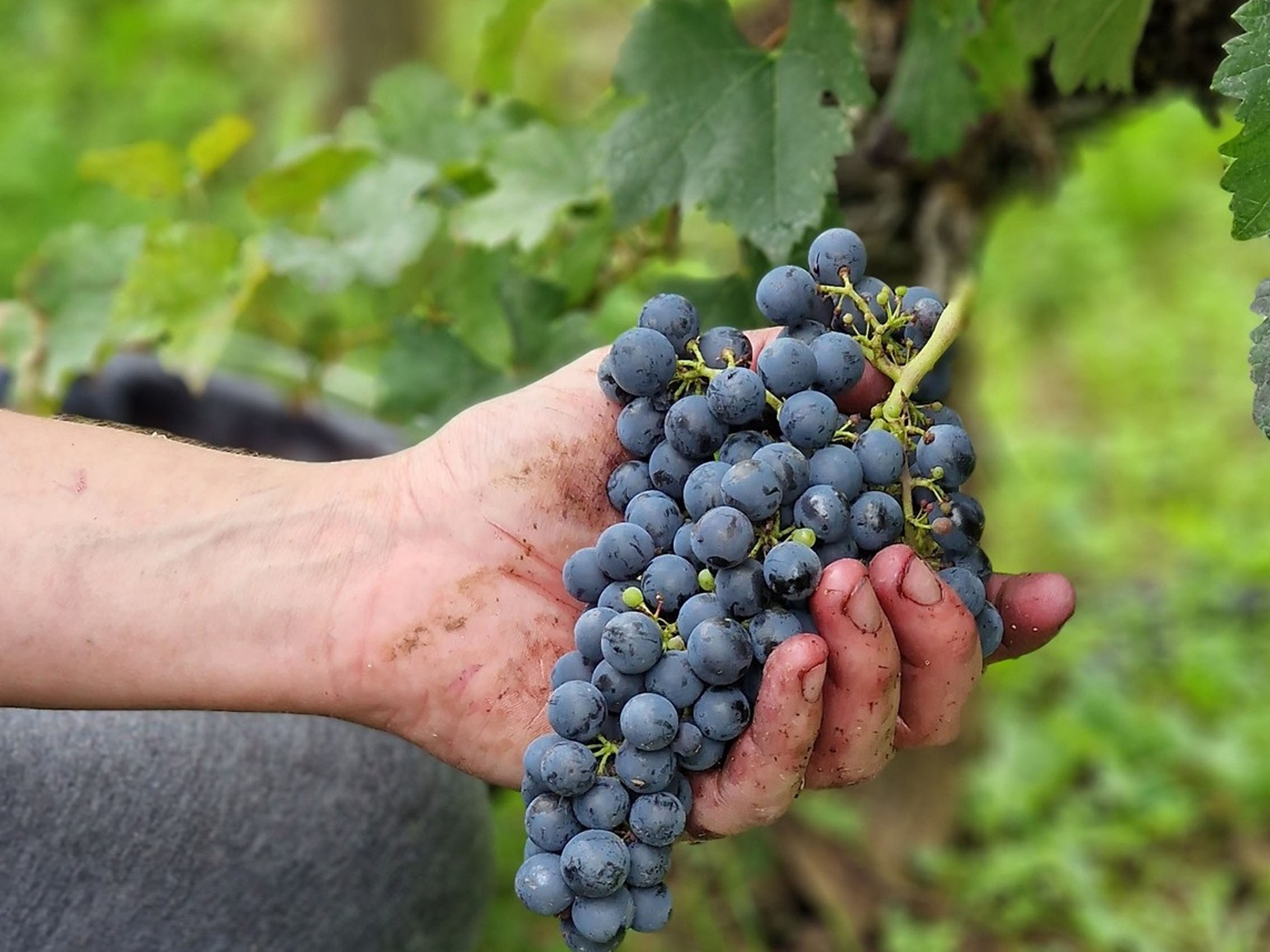 rượu vang château trotte vieille 2006