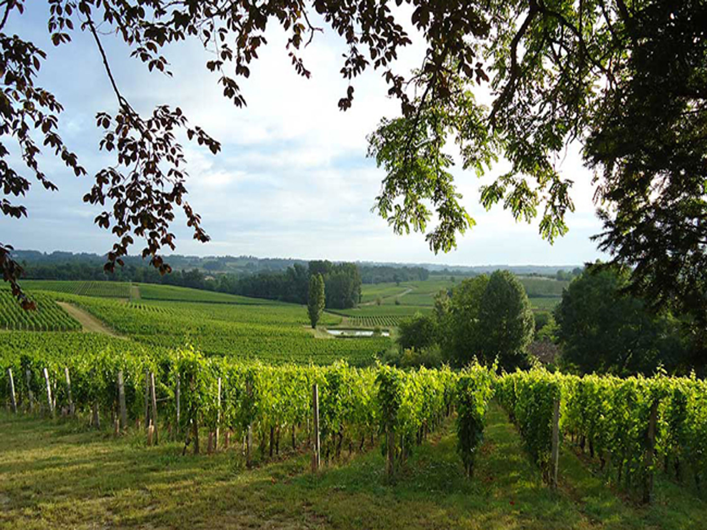 rượu vang château trotte vieille 2007