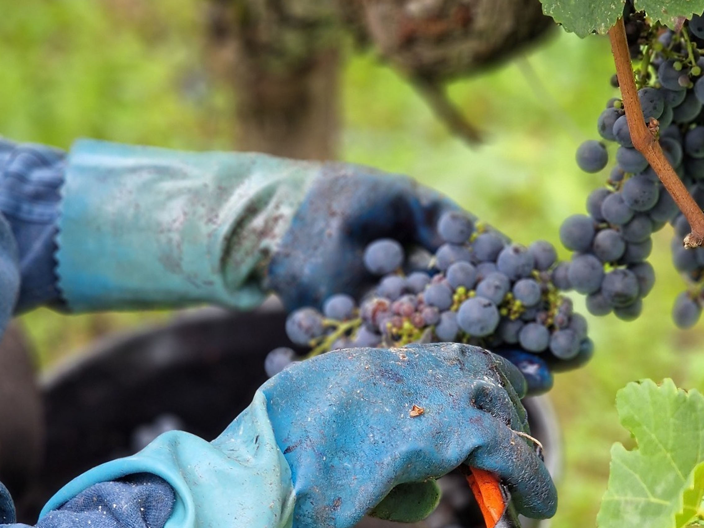 rượu vang château trotte vieille 2011