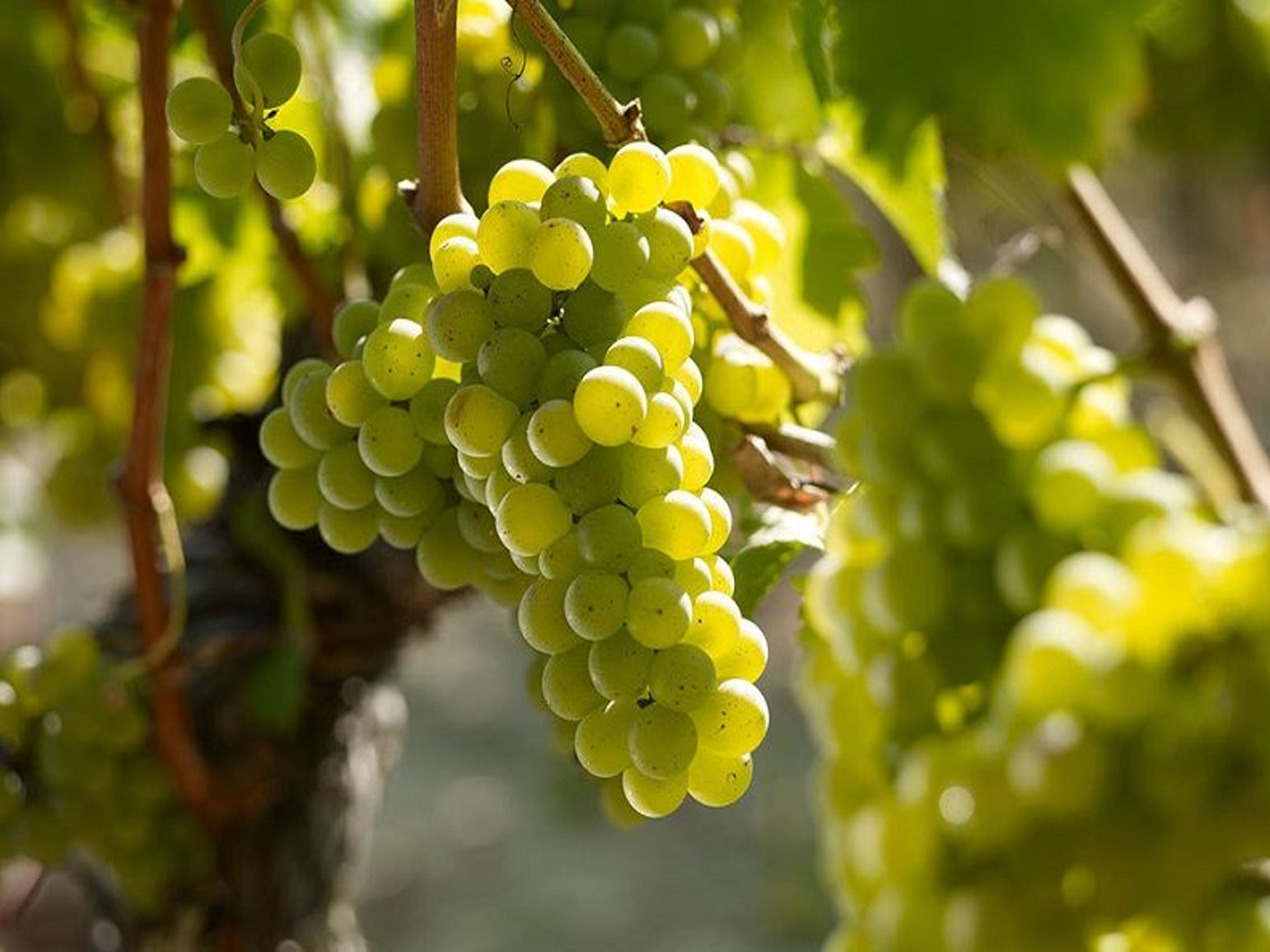 rượu vang clos floridène blanc