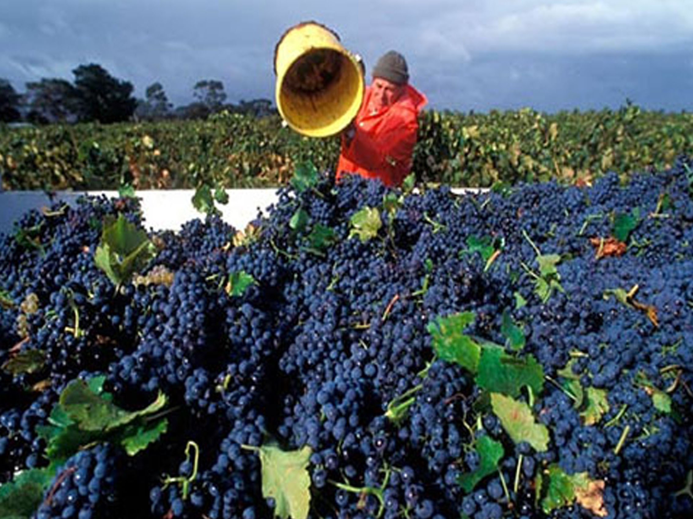 rượu vang comte des bories