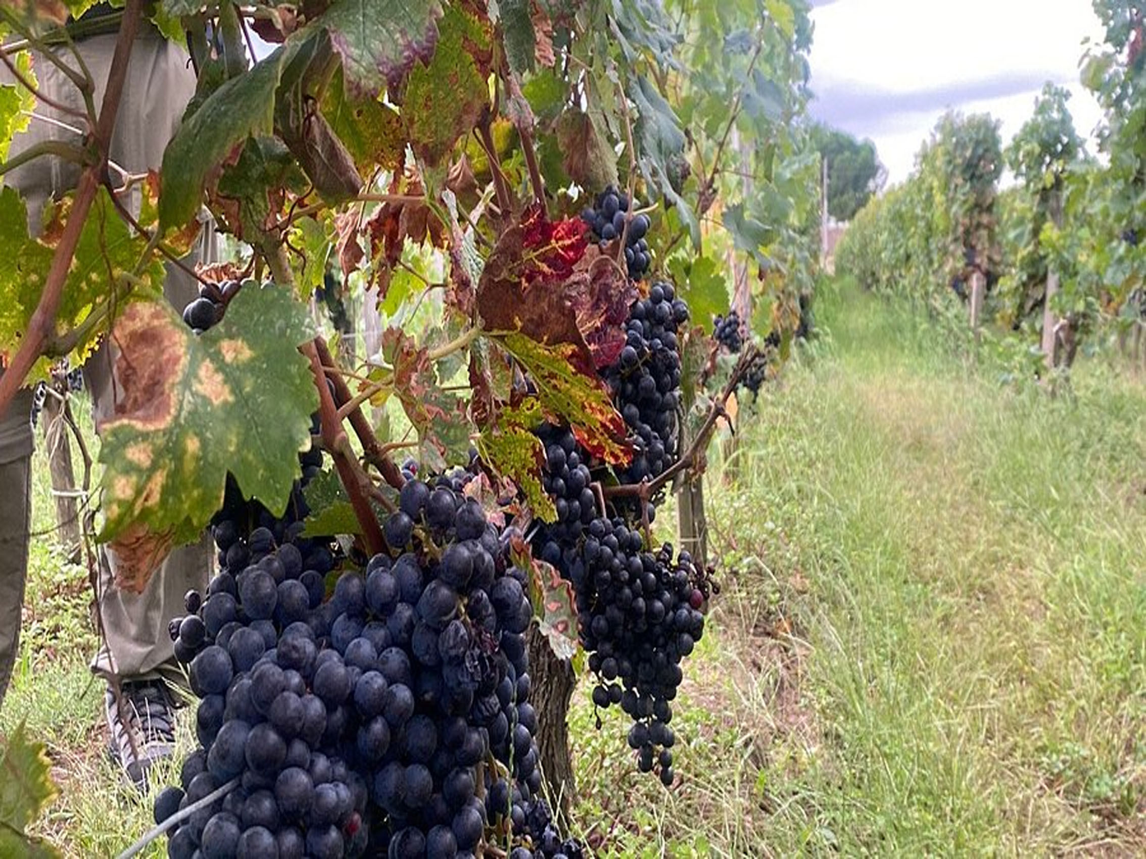 rượu vang la dame de trotte vieille