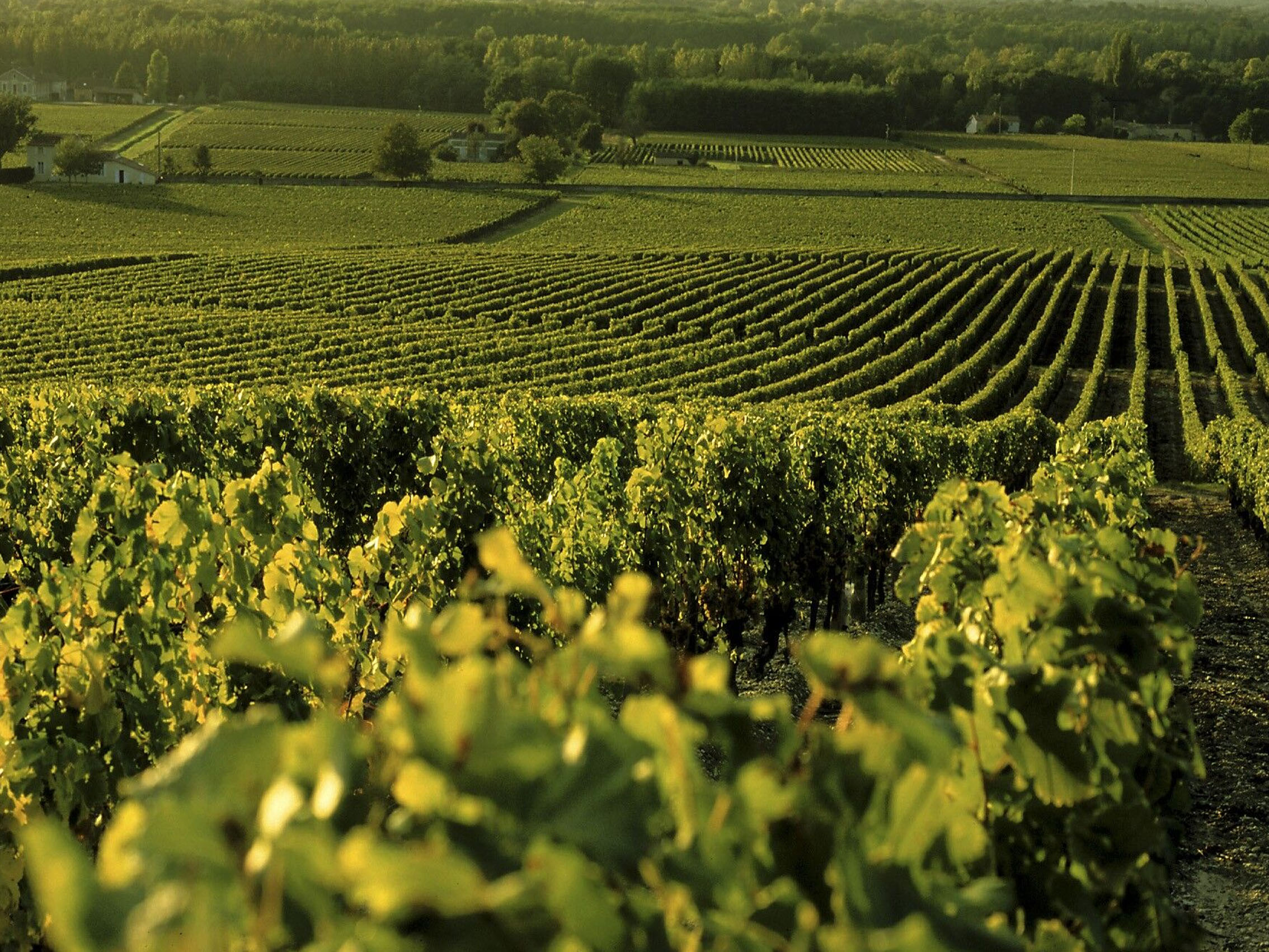 rượu vang la réserve de picque caillou