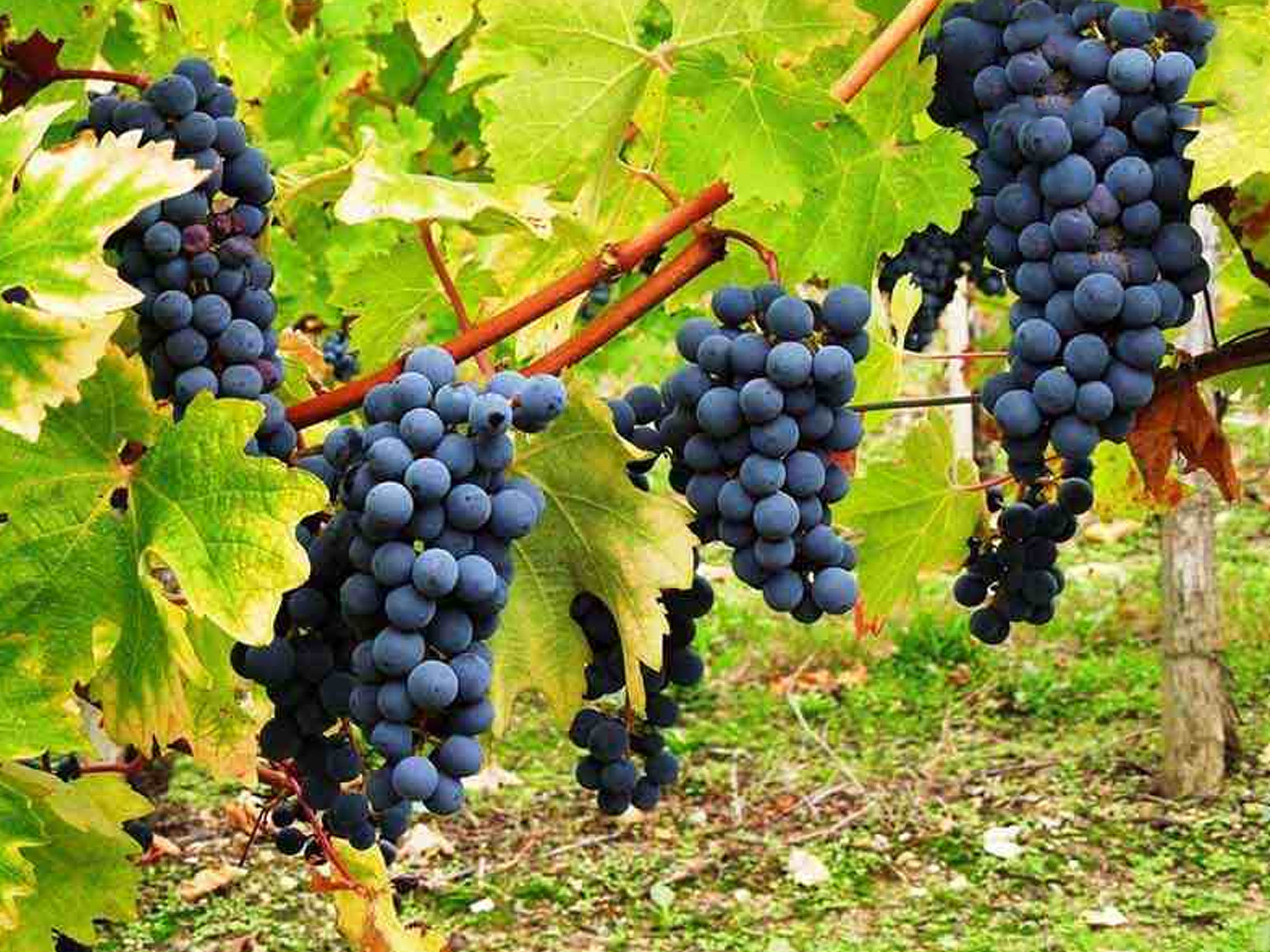 rượu vang la réserve de picque caillou