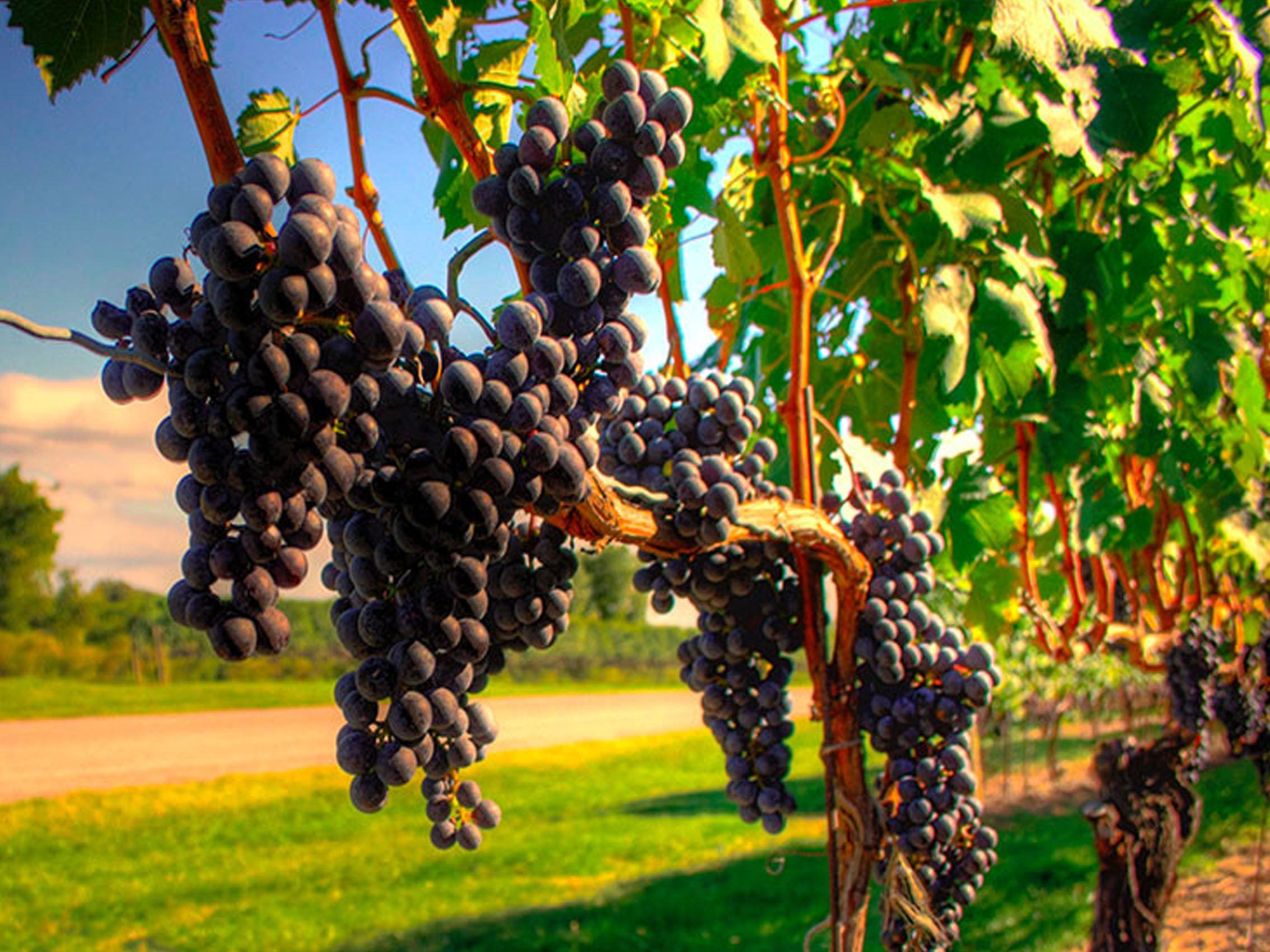 rượu vang lady laroze saint émilion grand cru