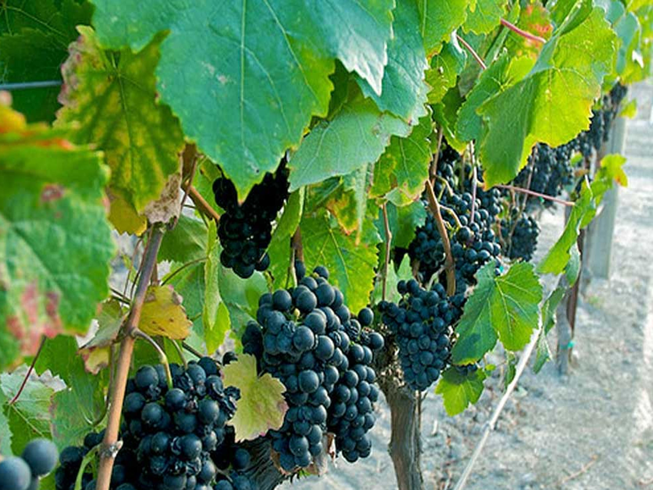 rượu vang le clocher de st julien