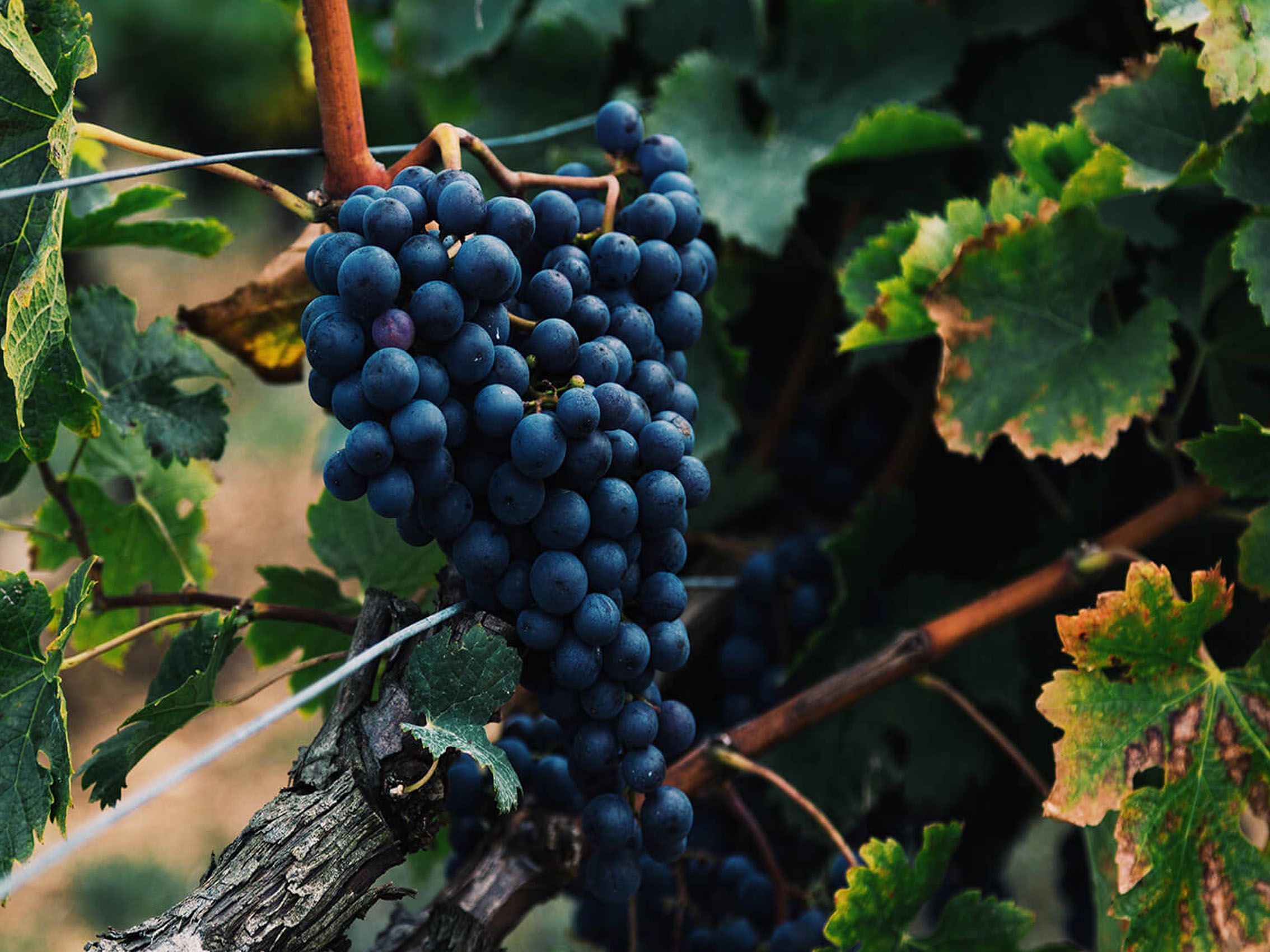 rượu vang les chemins de la croix du casse