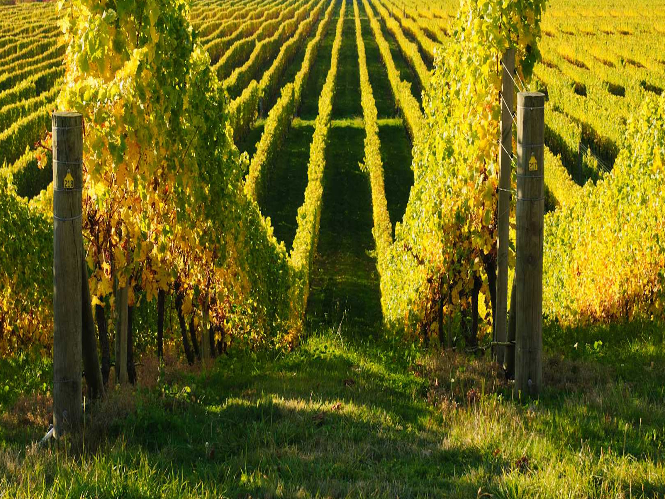 rượu vang les hauts de lynch moussas