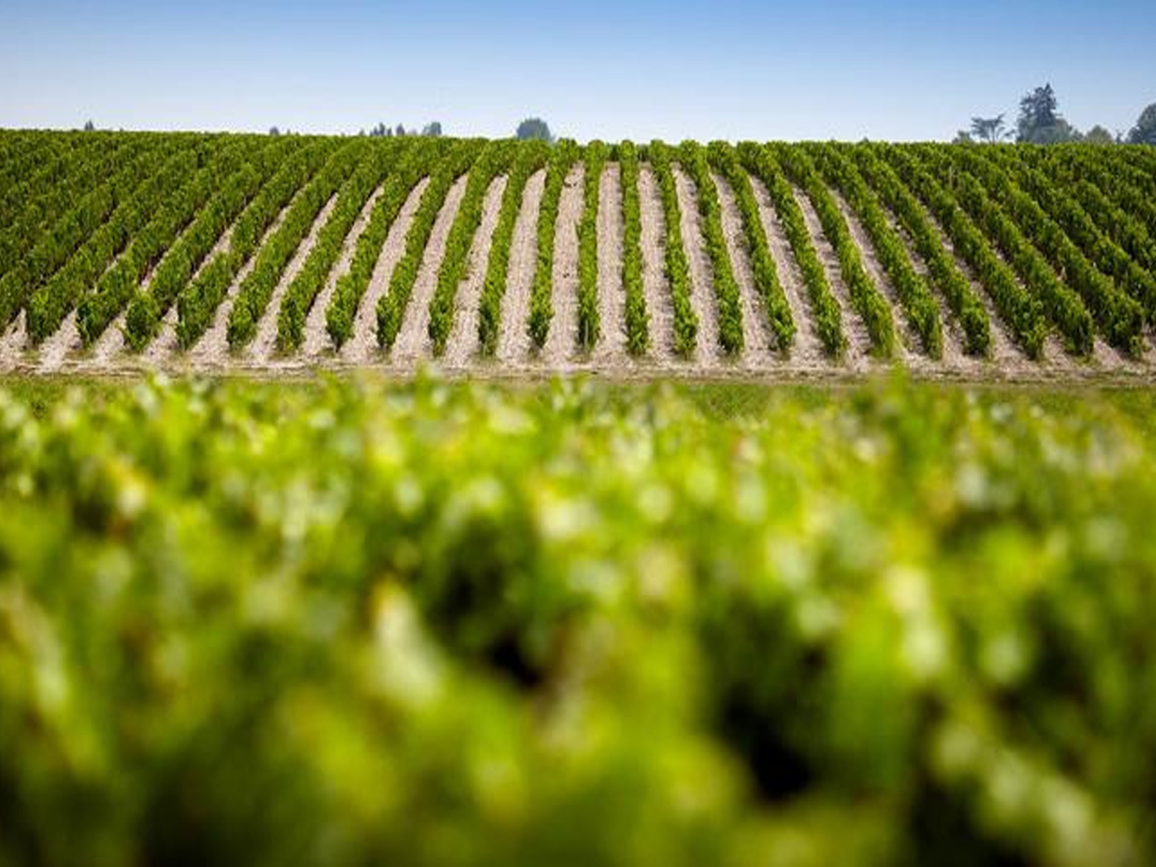 rượu vang les lions de batailley