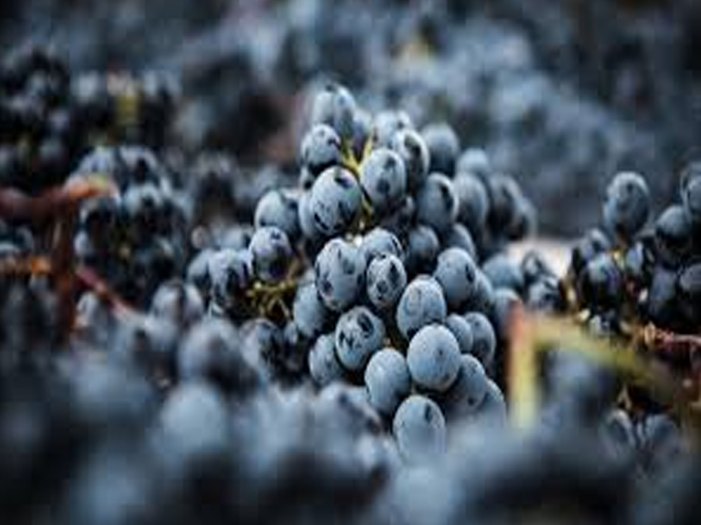 rượu vang les lions de batailley