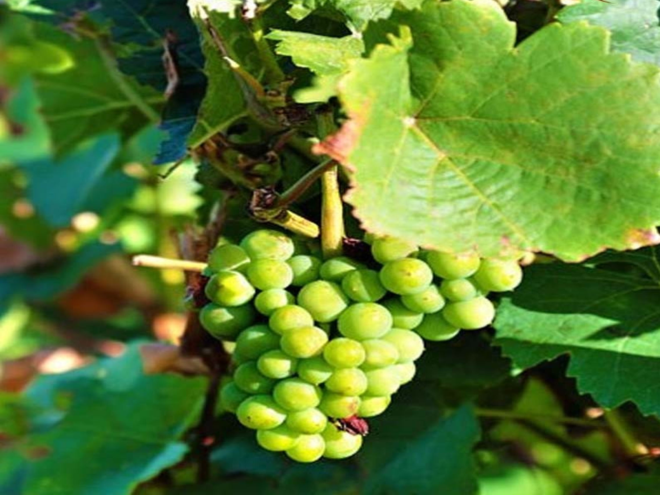 rượu vang pol remy brut