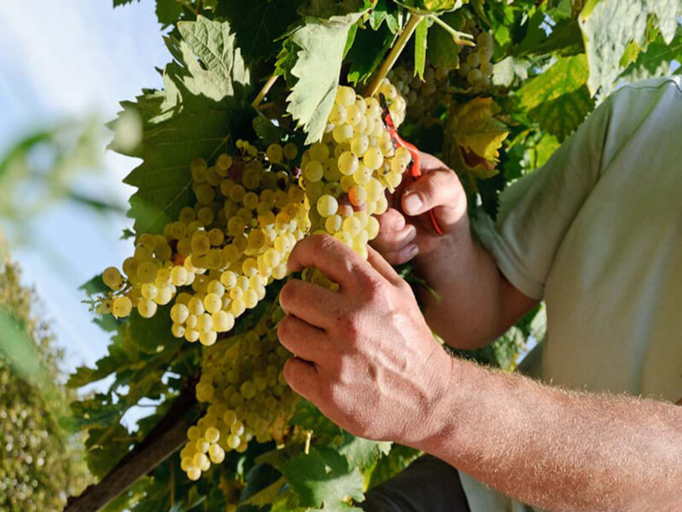 rượu vang pol remy ice rosé