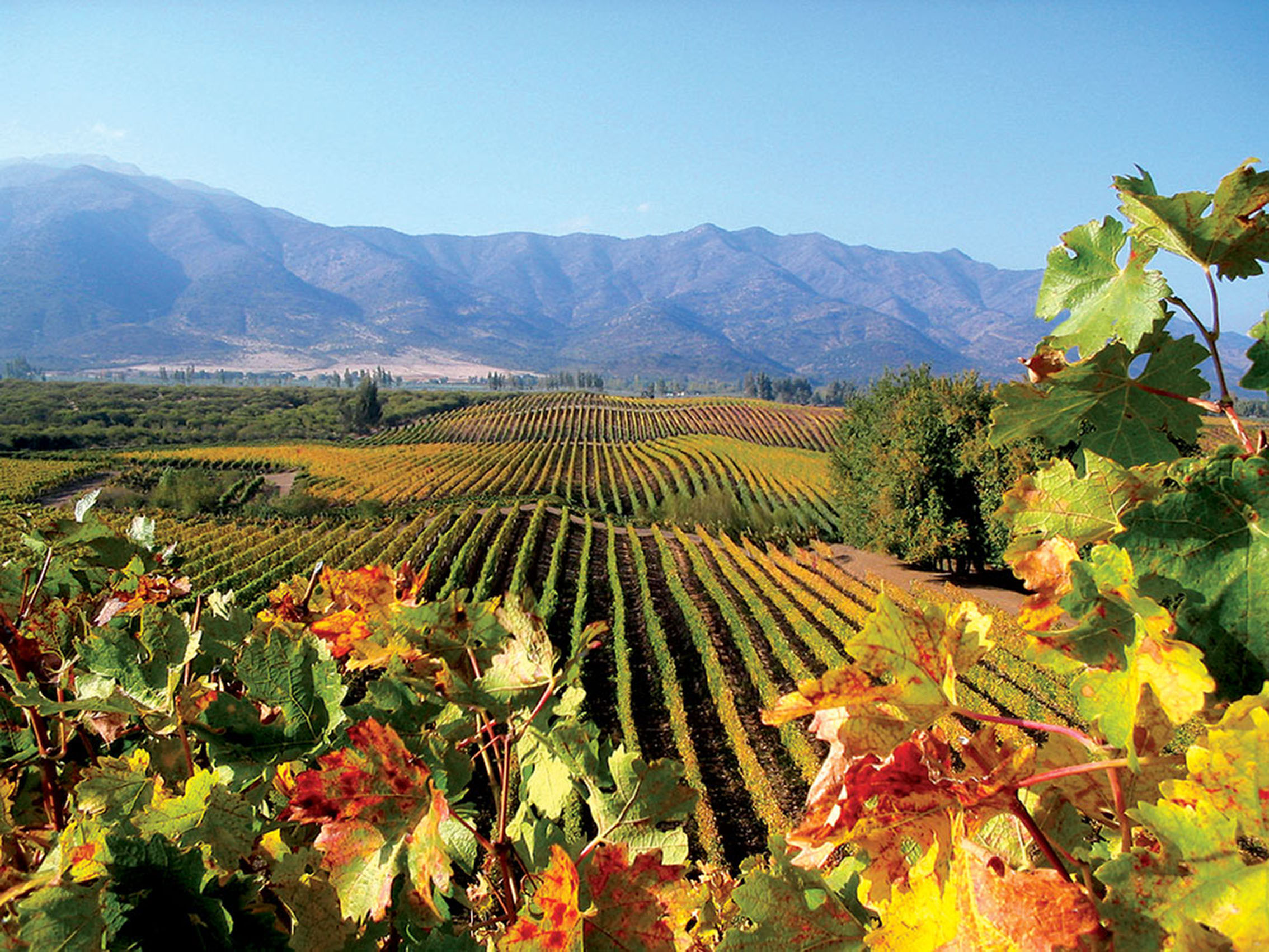 rượu vang pol remy rosé