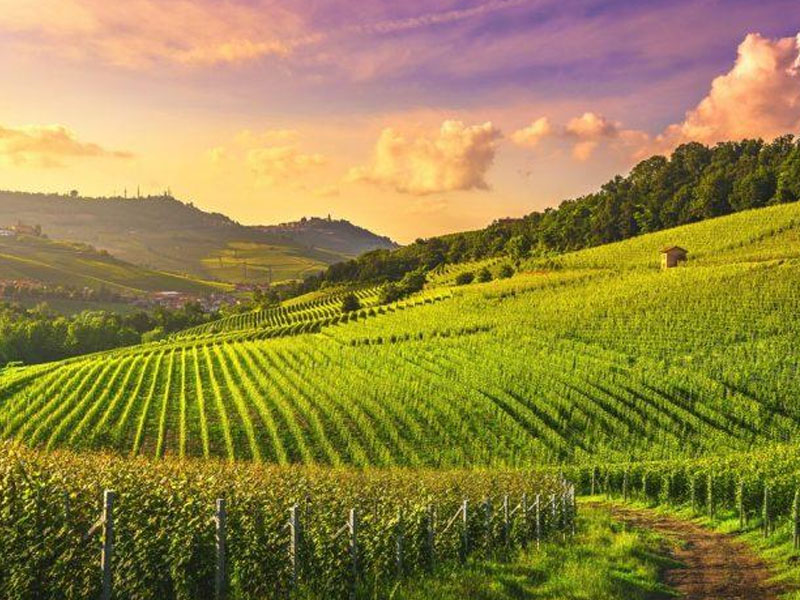 rượu vang tini rosé sangiovese rubicone