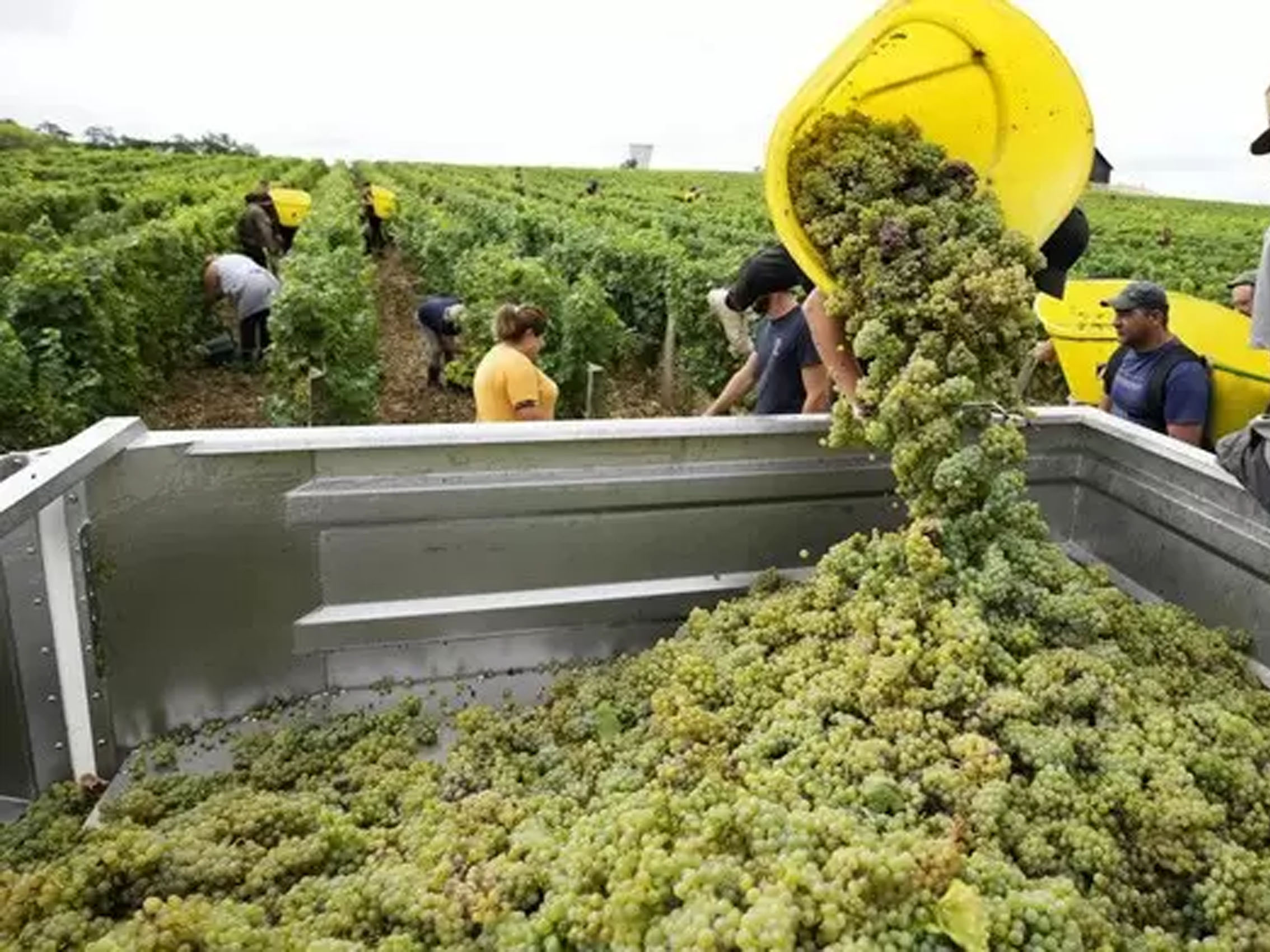 rượu vang veuve du vernay ice