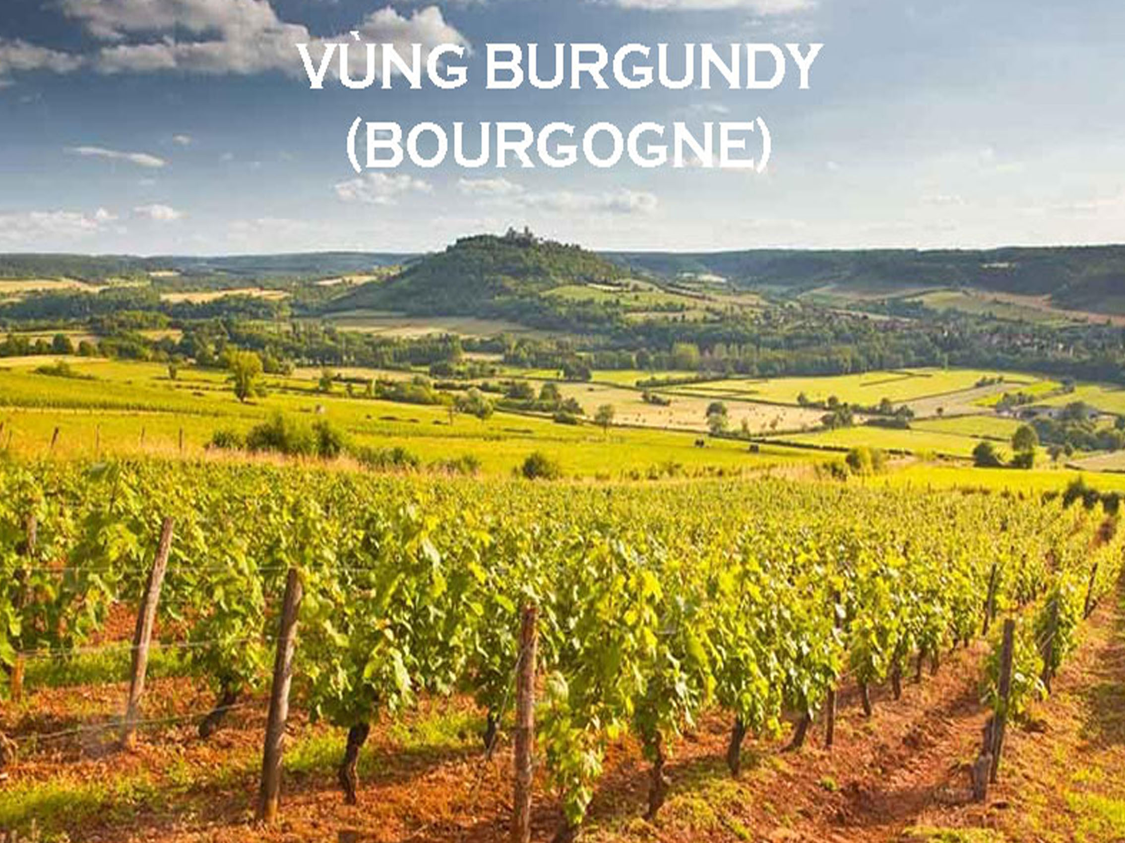 rượu vang veuve du vernay rosé