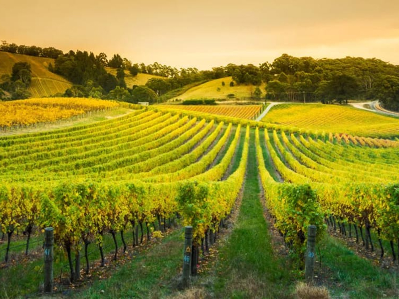 rượu sparkling azahara moscato