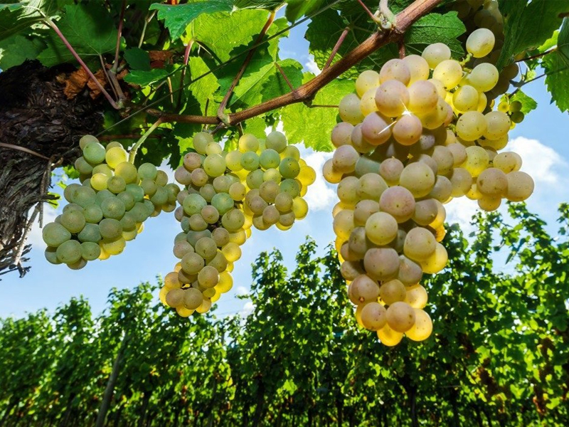 rượu sparkling azahara moscato