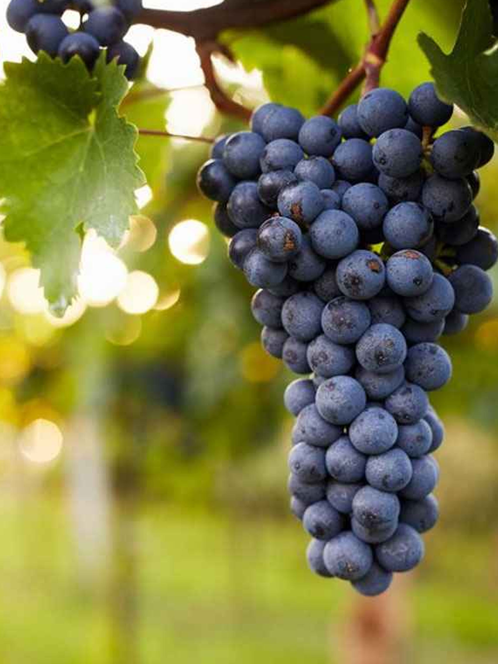 rượu vang barons de luze bordeaux oak-barrel aged