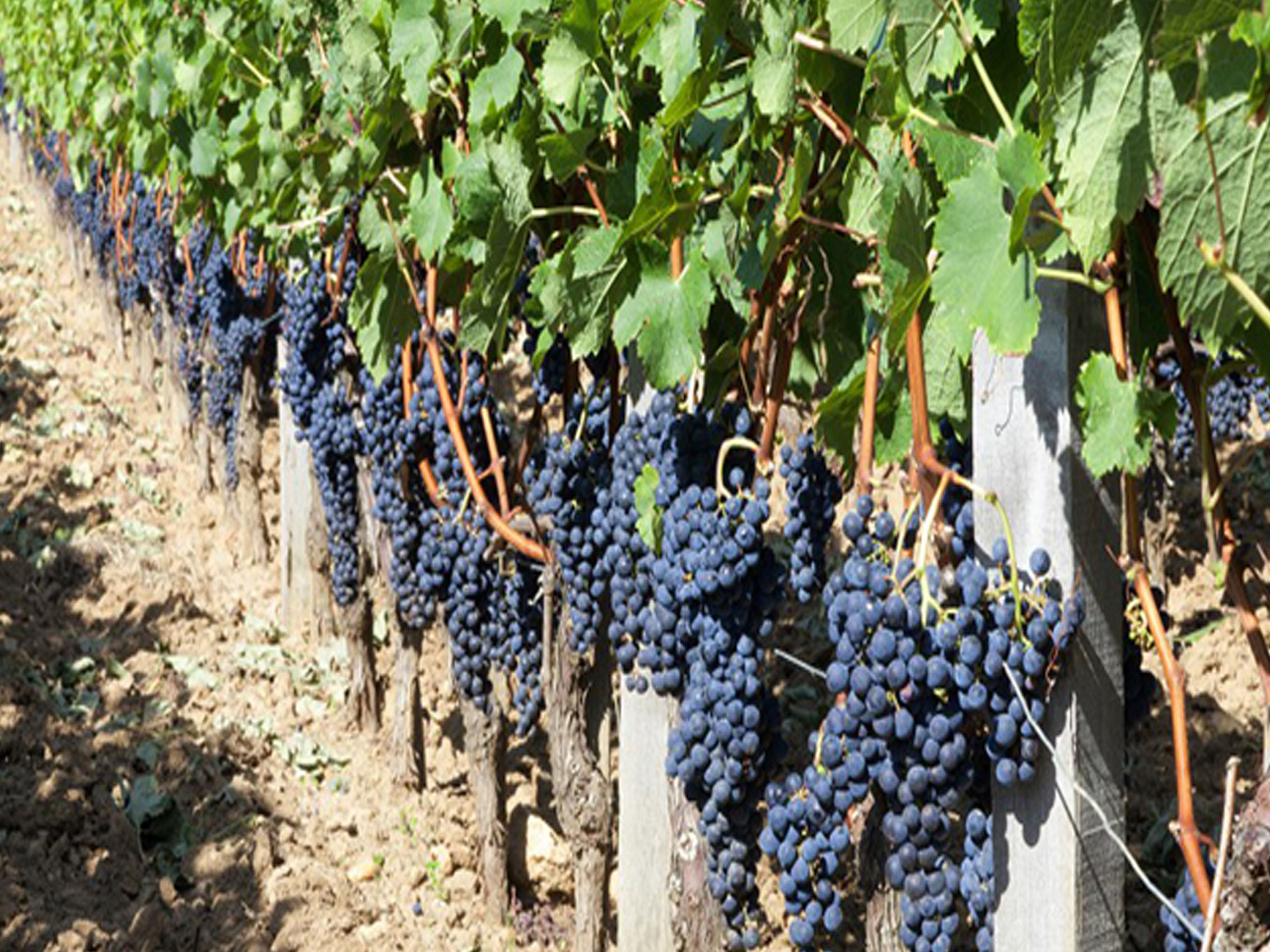 rượu vang château floreal laguens