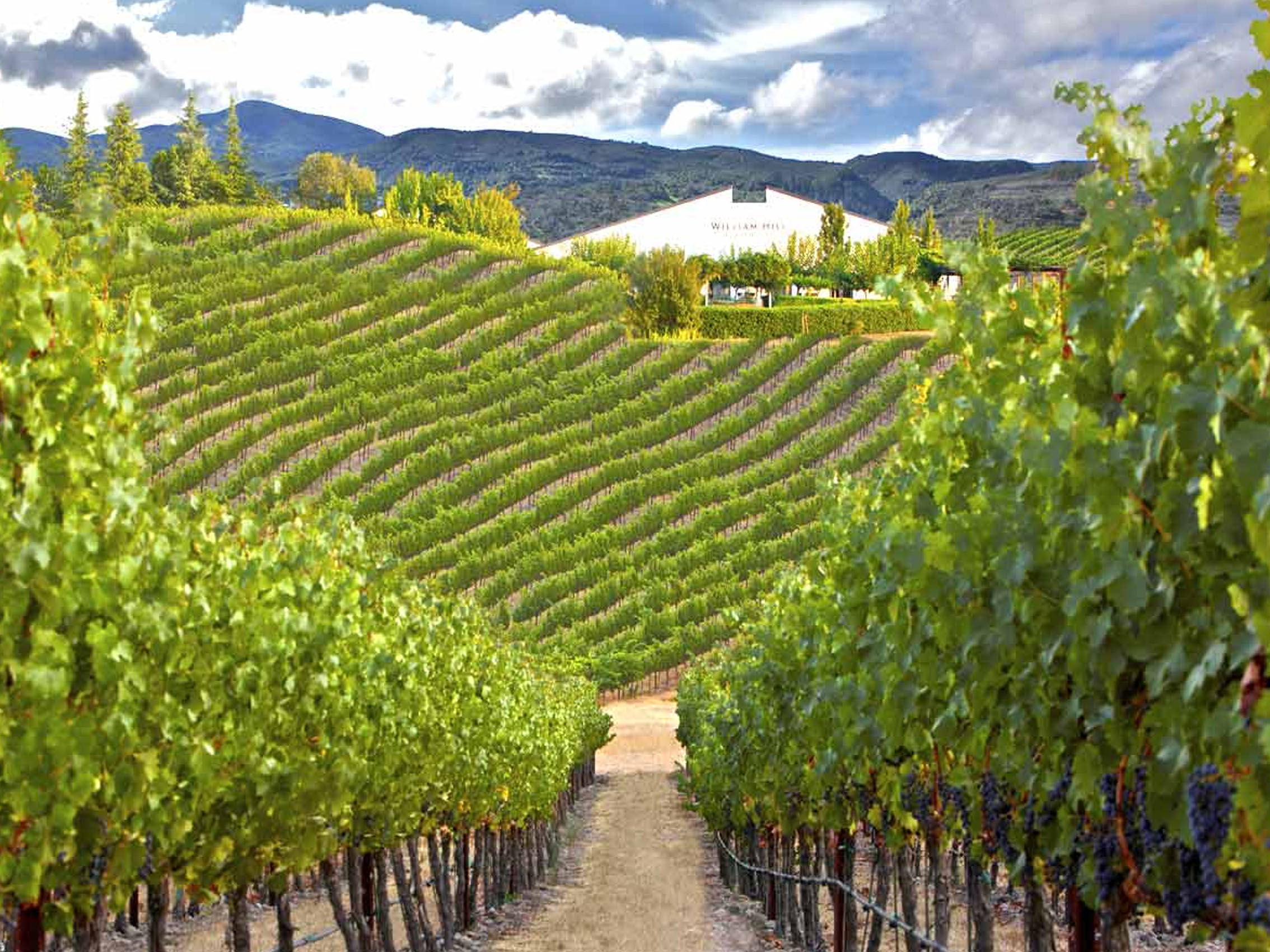 rượu vang château floreal laguens