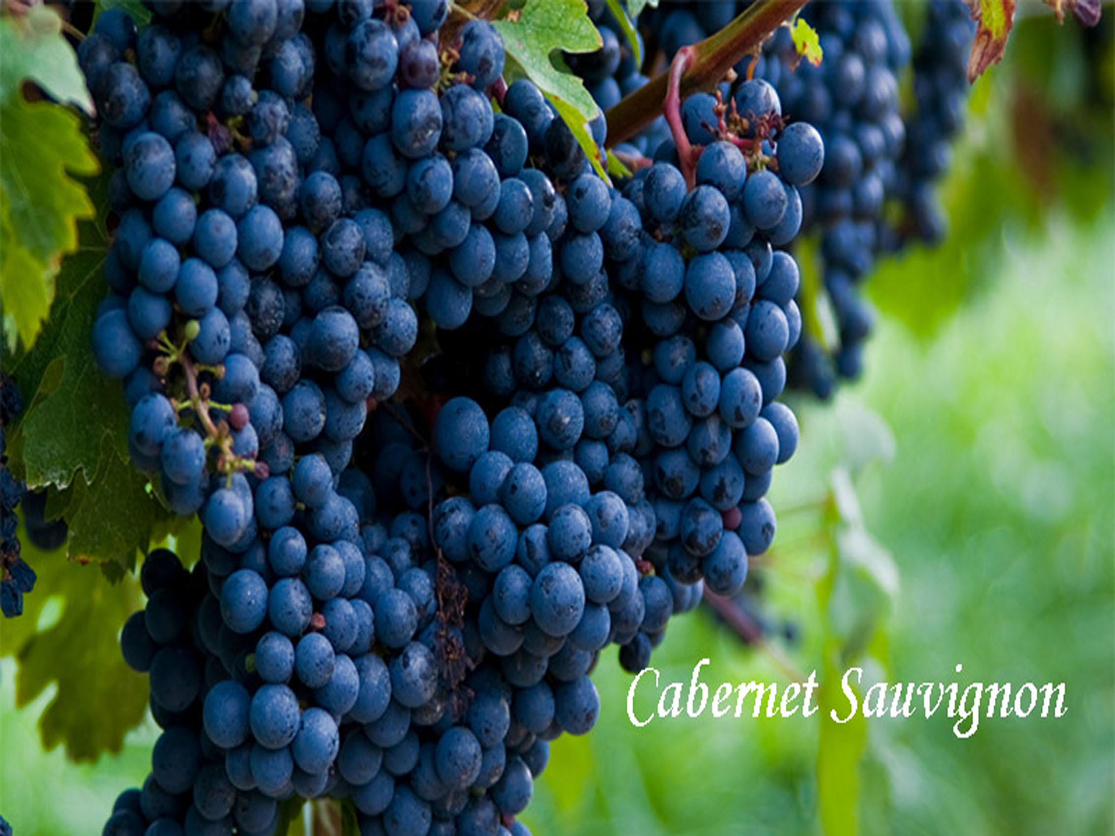 rượu vang château floreal laguens reserve messidor