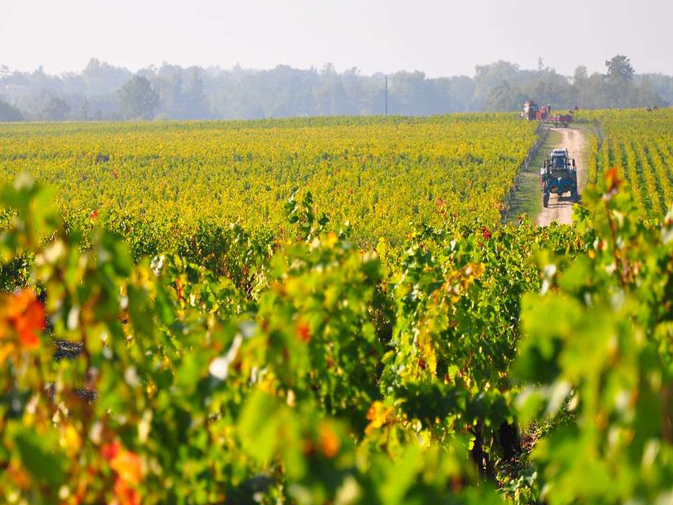 rượu vang château floreal laguens reserve messidor