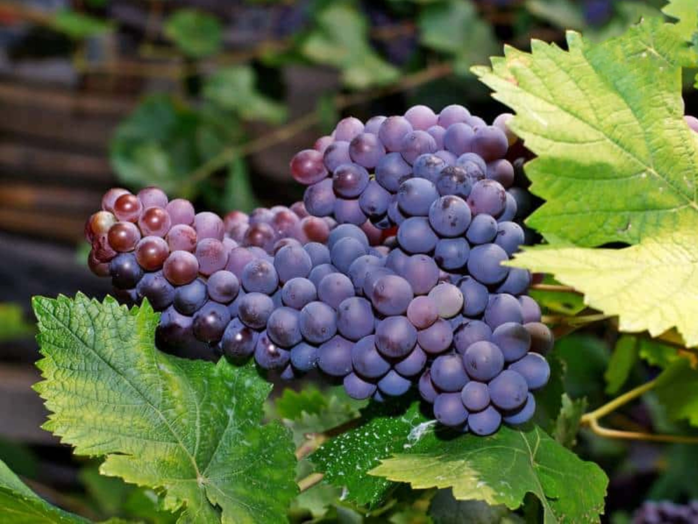 rượu vang château haut veyrac