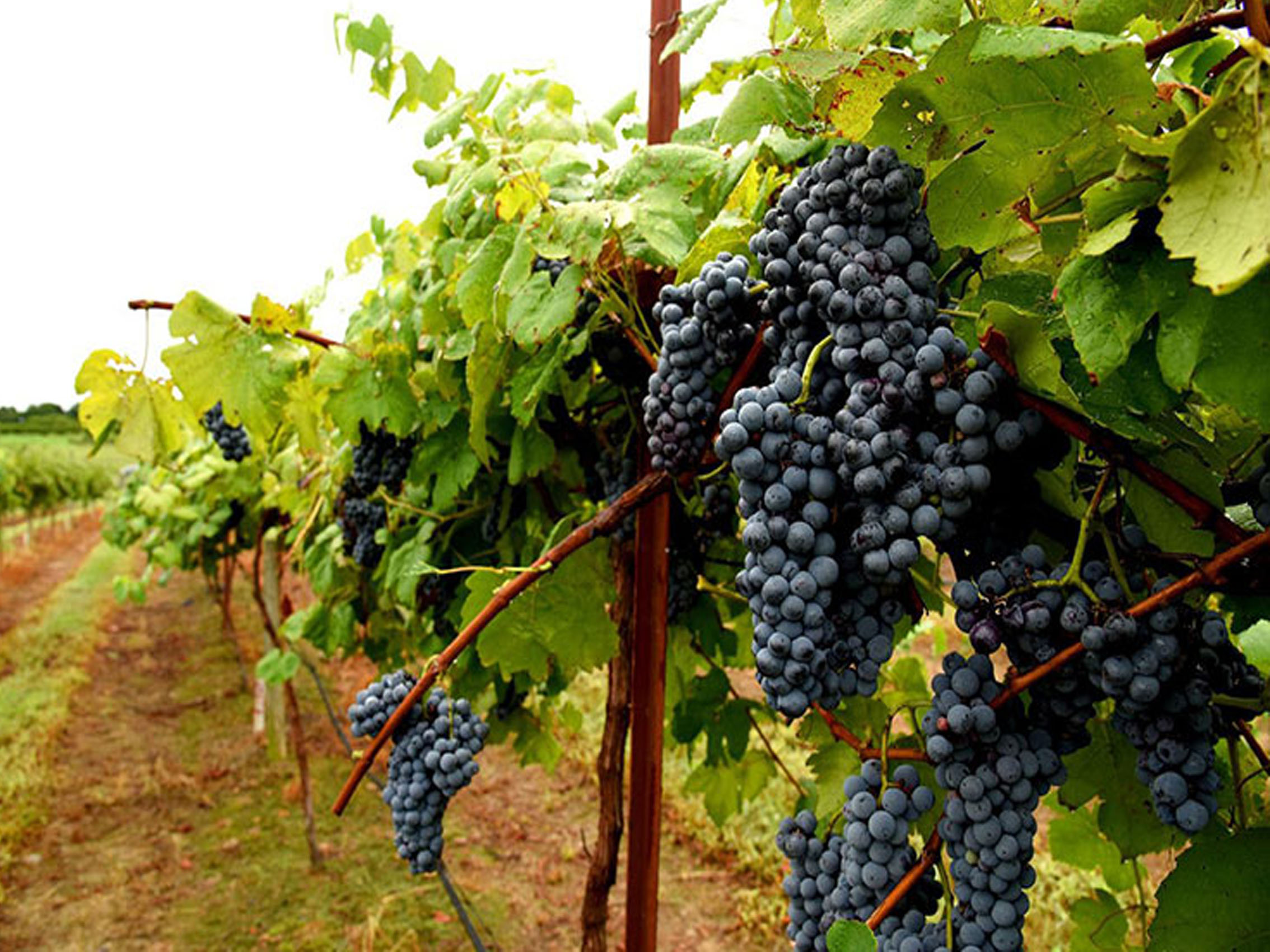 rượu vang château la croix des ducs