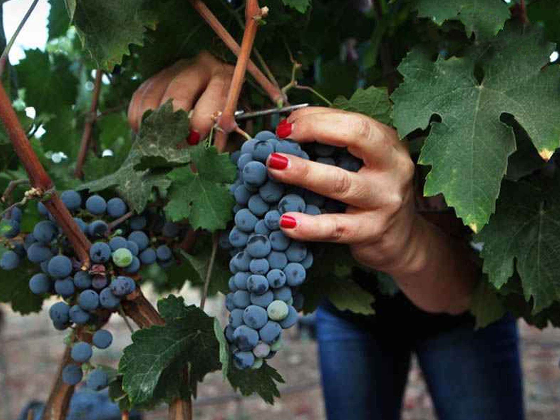 rượu vang château la raze beauvallet