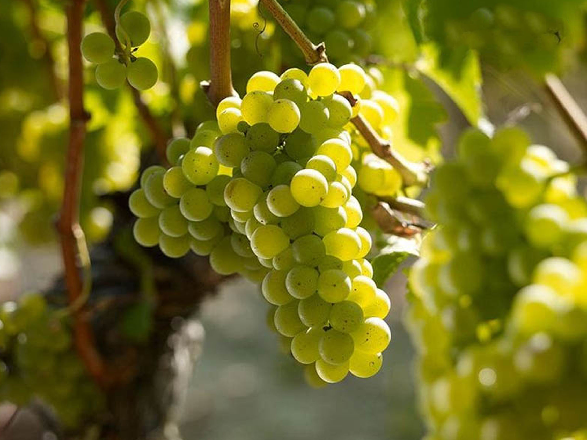 rượu vang château la rose bellevue blanc