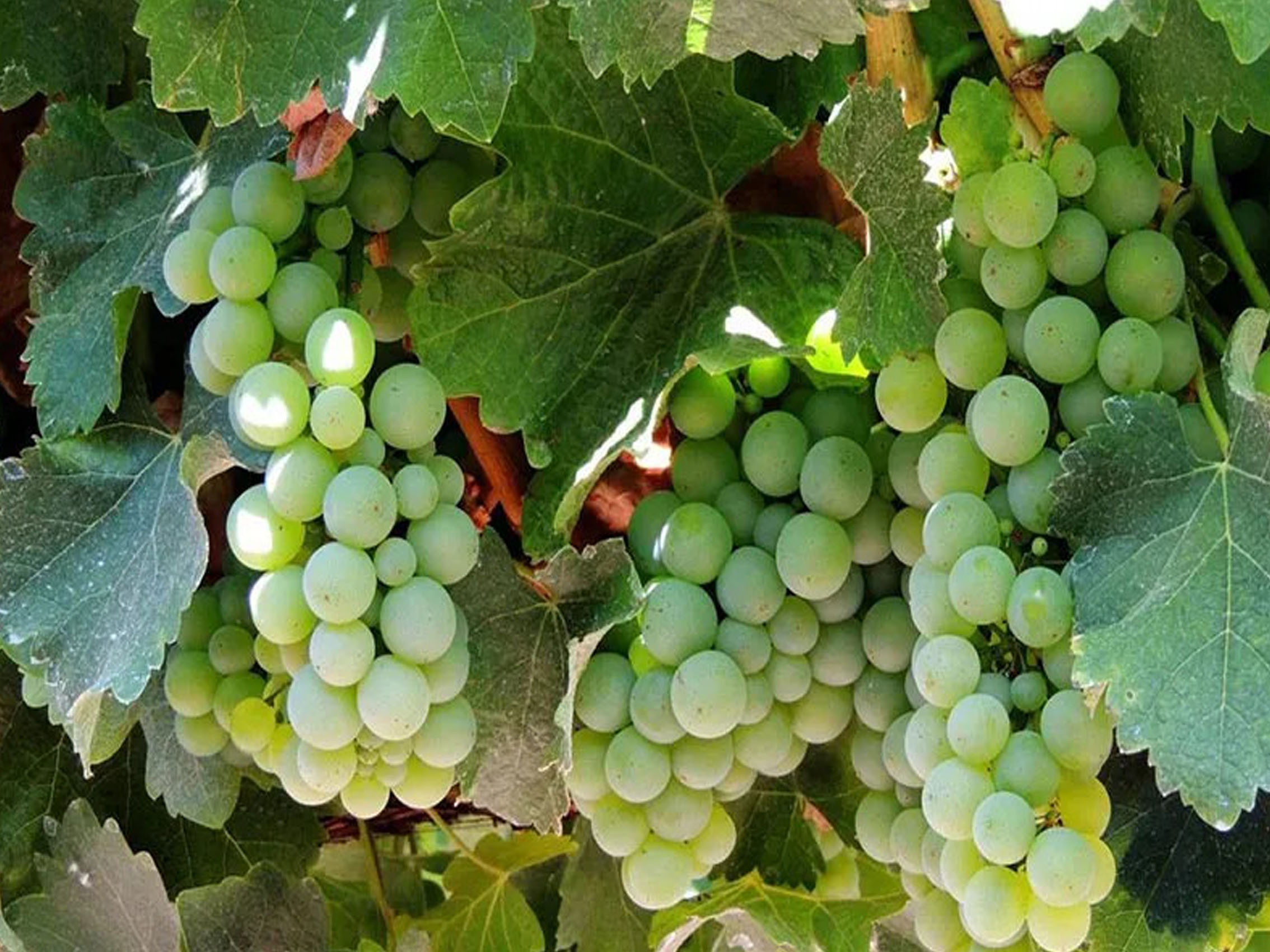 rượu vang château la rose bellevue cuvée secret