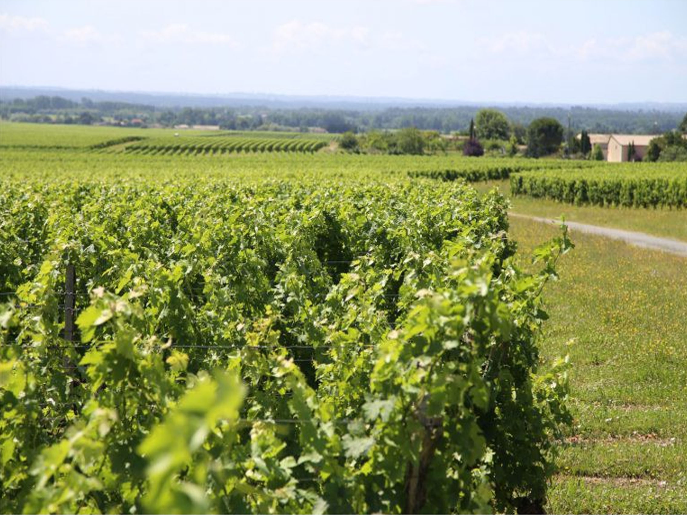 rượu vang château la rose bellevue rouge