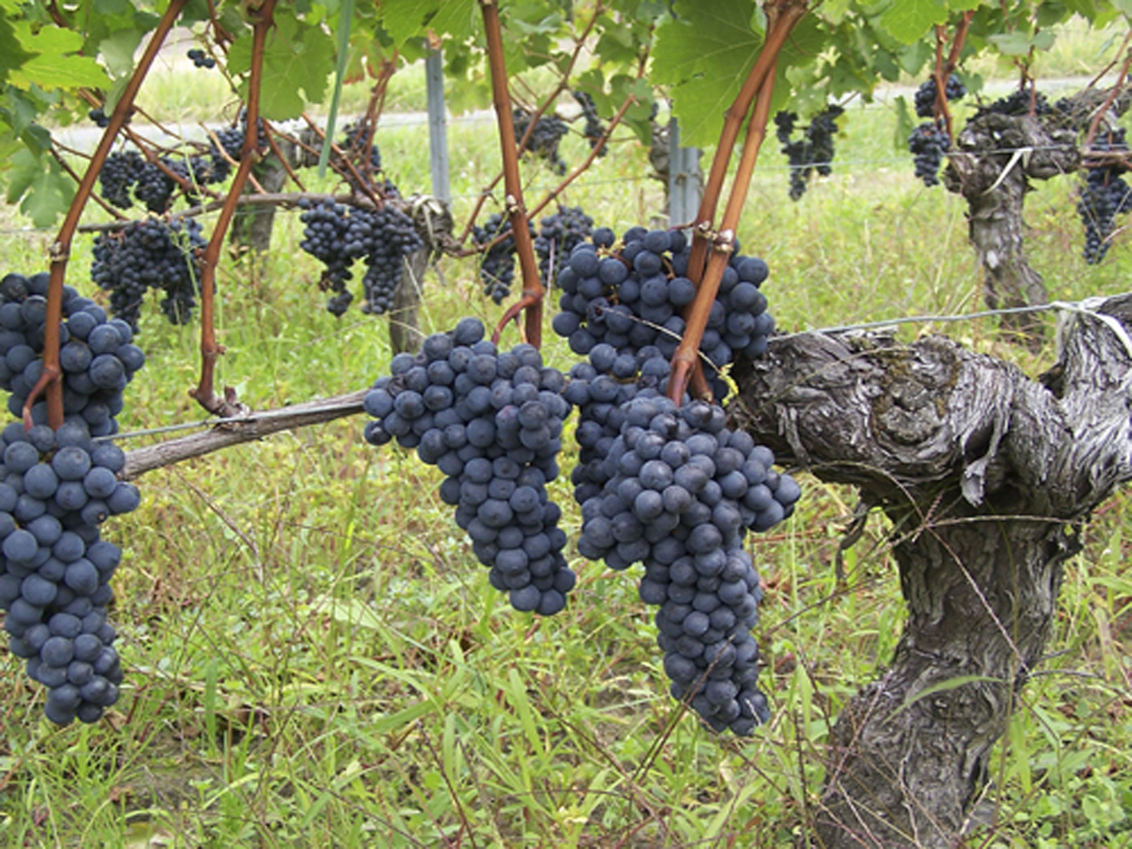 rượu vang château lafont