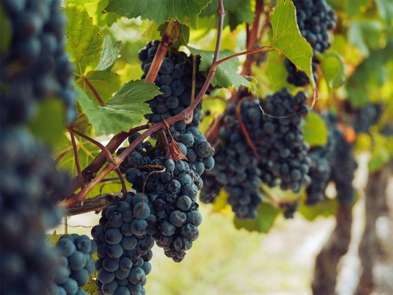 rượu vang chateau laroque grand cru classe 2021