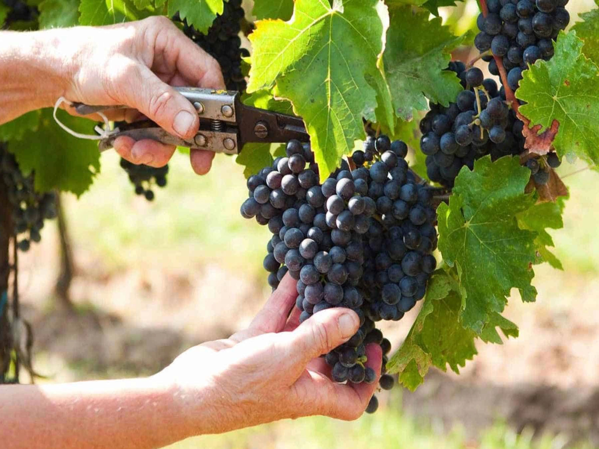 rượu vang château peyredon lagravette