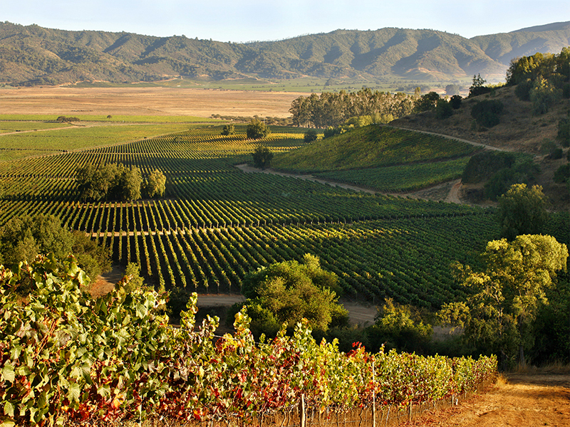 rượu vang chile arauco cabernet sauvignon 2022