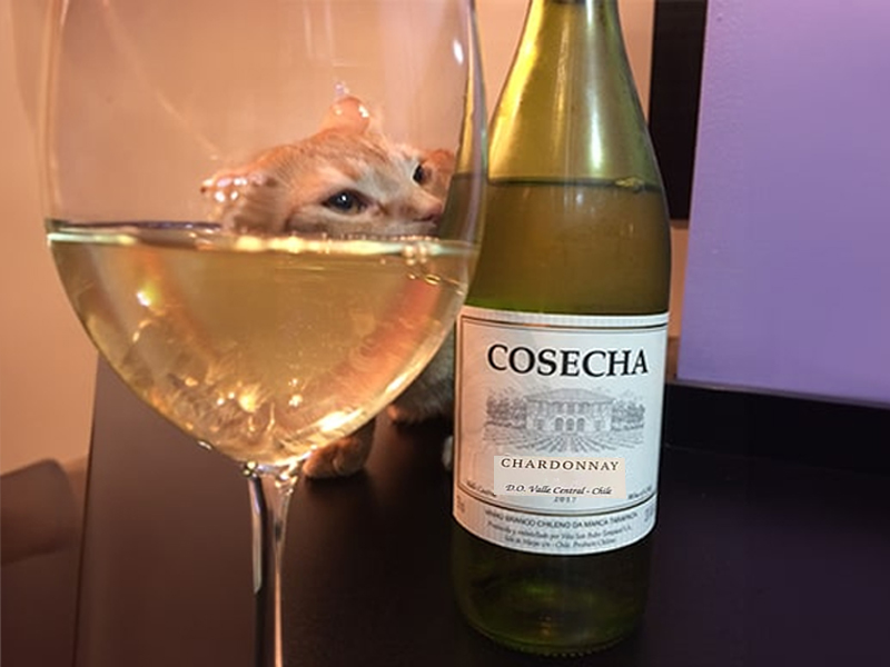 rượu vang cosecha chardonnay