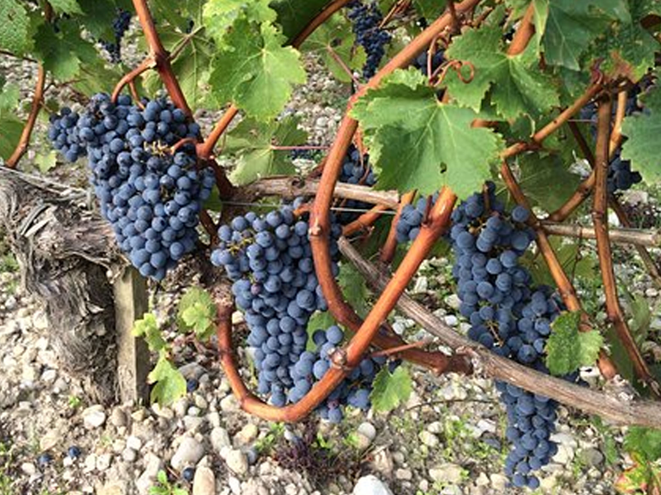 rượu vang de luze