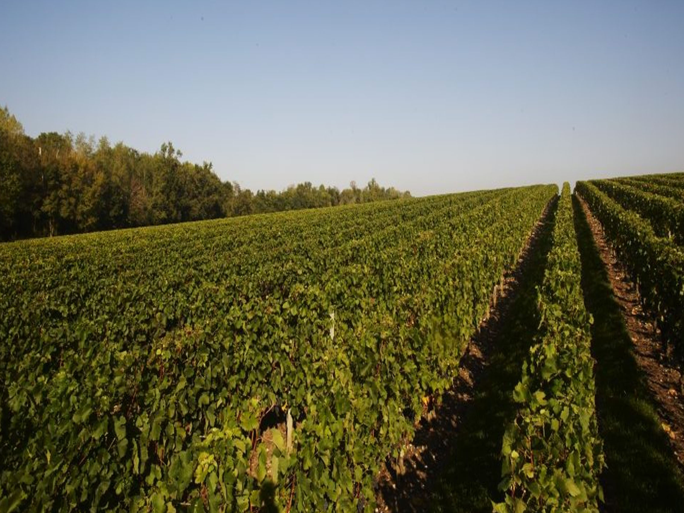 rượu vang de luze