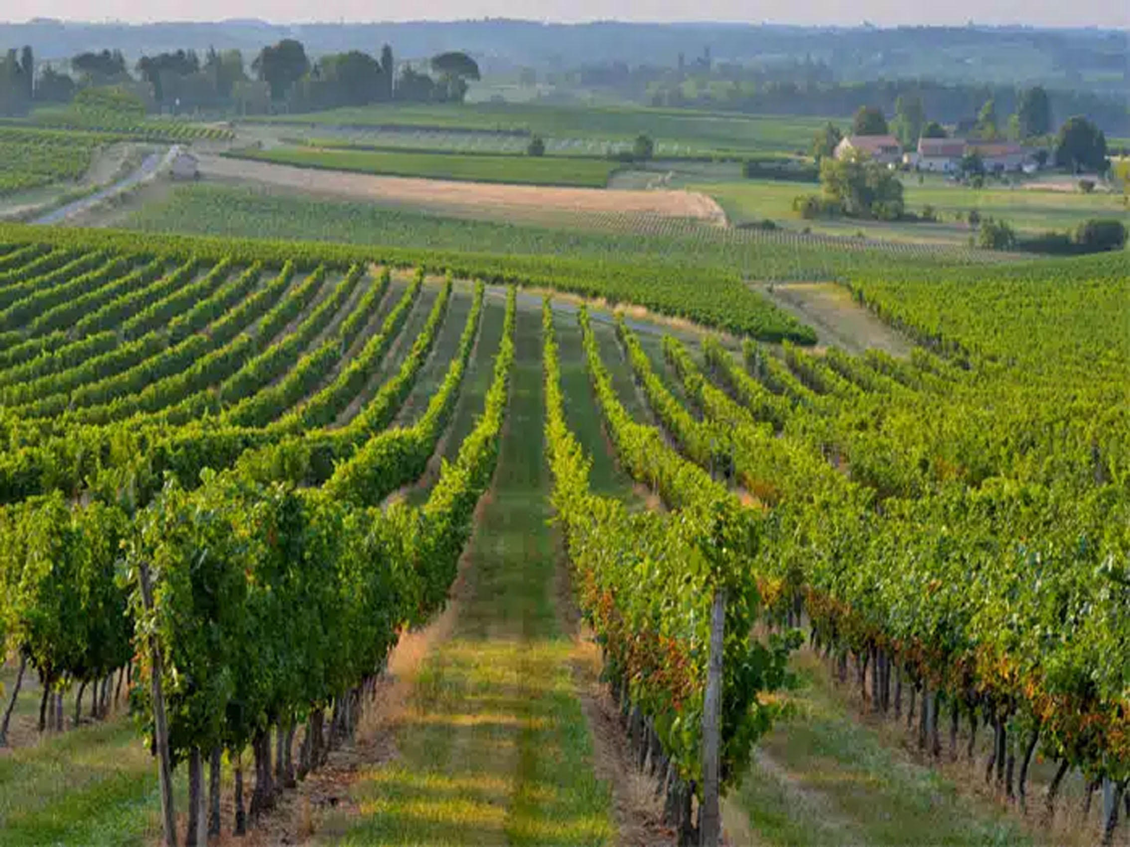 rượu vang de luze white