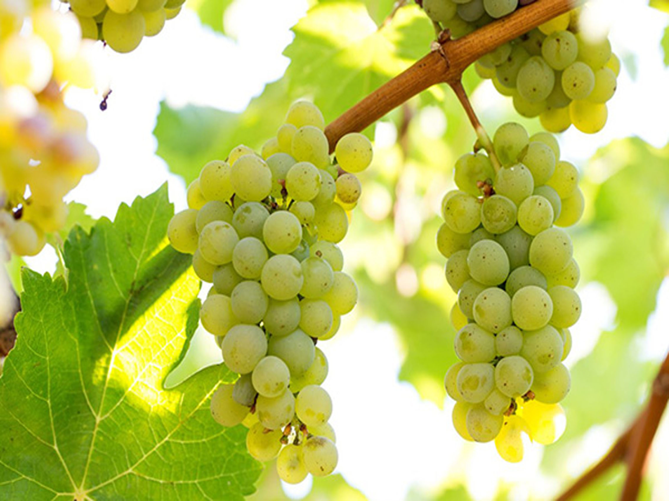 rượu vang de luze white