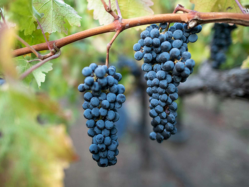 rượu vang đỏ nam phi legend dragon