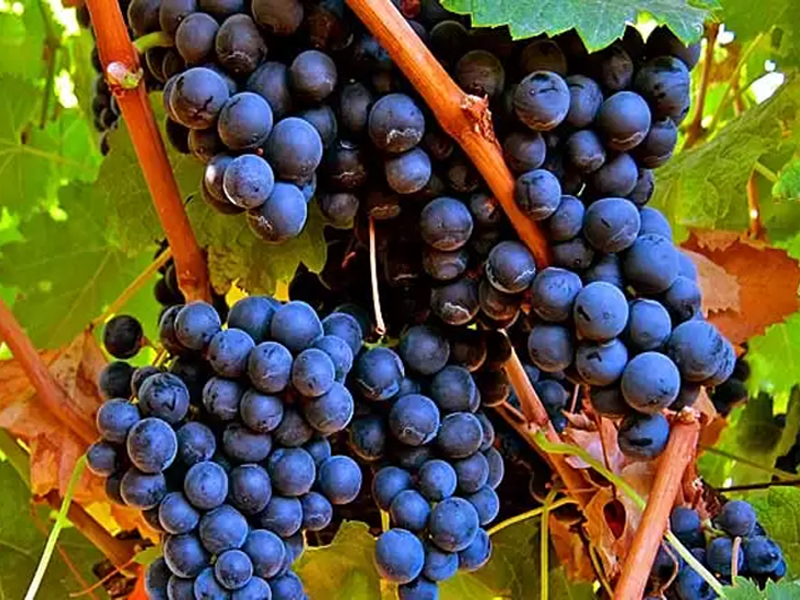 rượu vang đỏ ruffino 1877 chianti