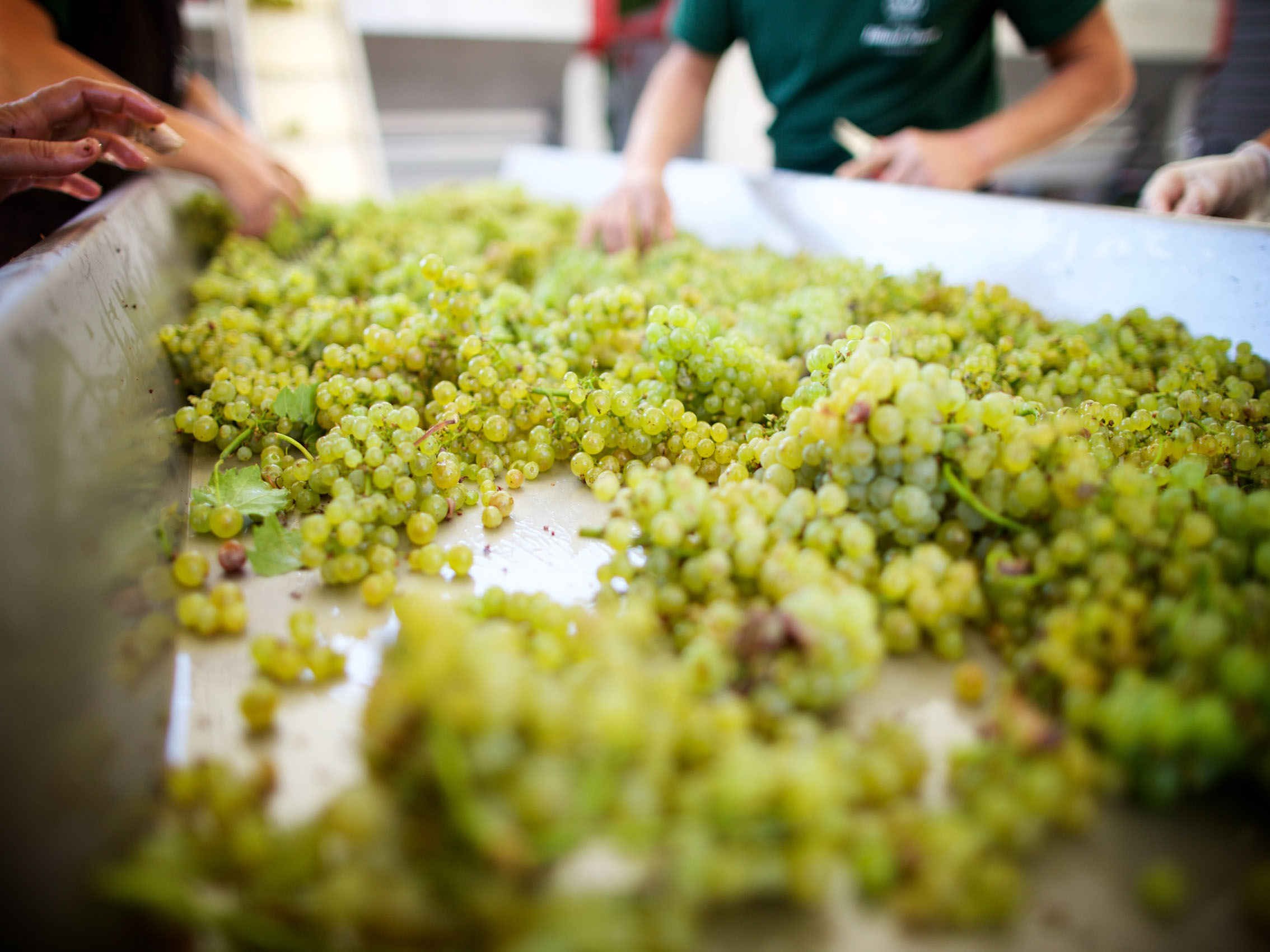 rượu vang domaine billaud-simon chablis 2018